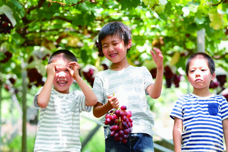 ghé thăm vườn nho